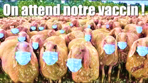 moutons masques on attend notre vaccin